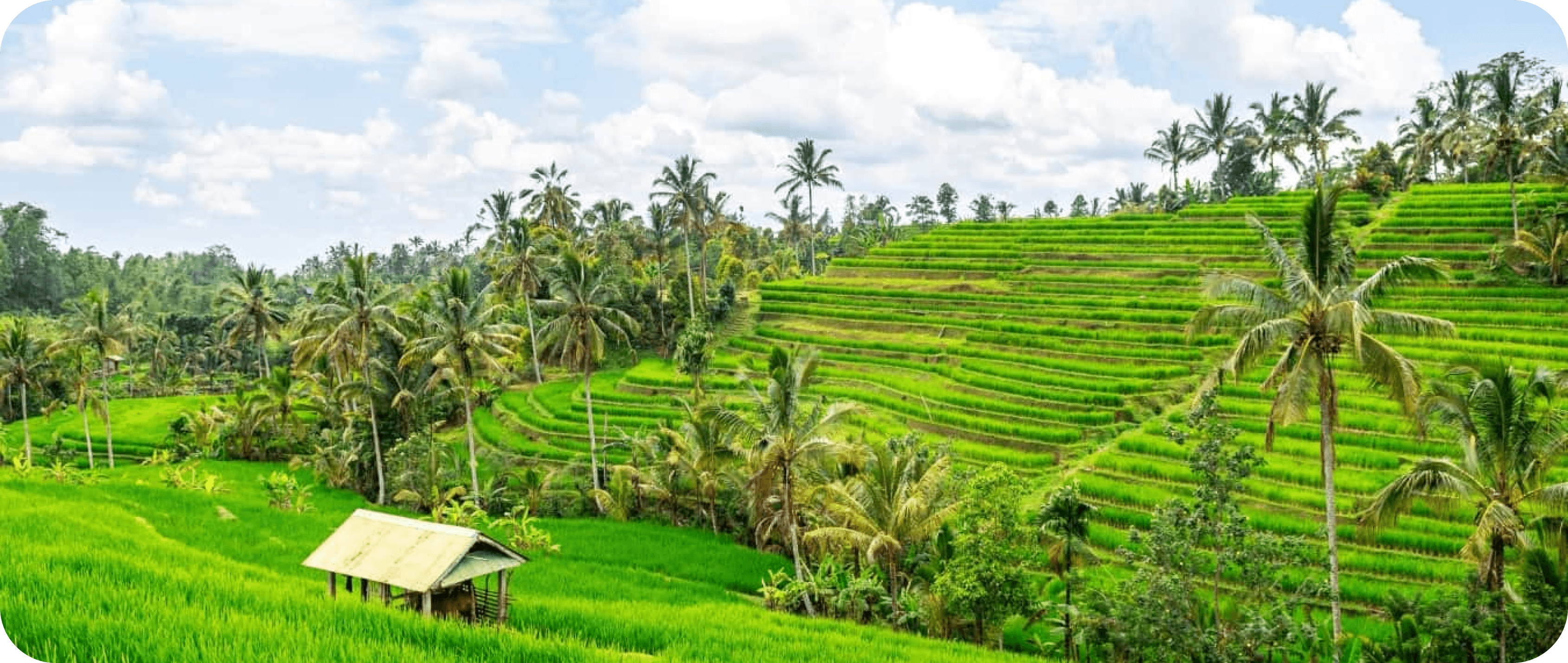 Rice terraces of Jatiluwih